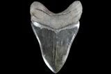 Serrated, Fossil Megalodon Tooth - Beautiful Enamel #86674-2